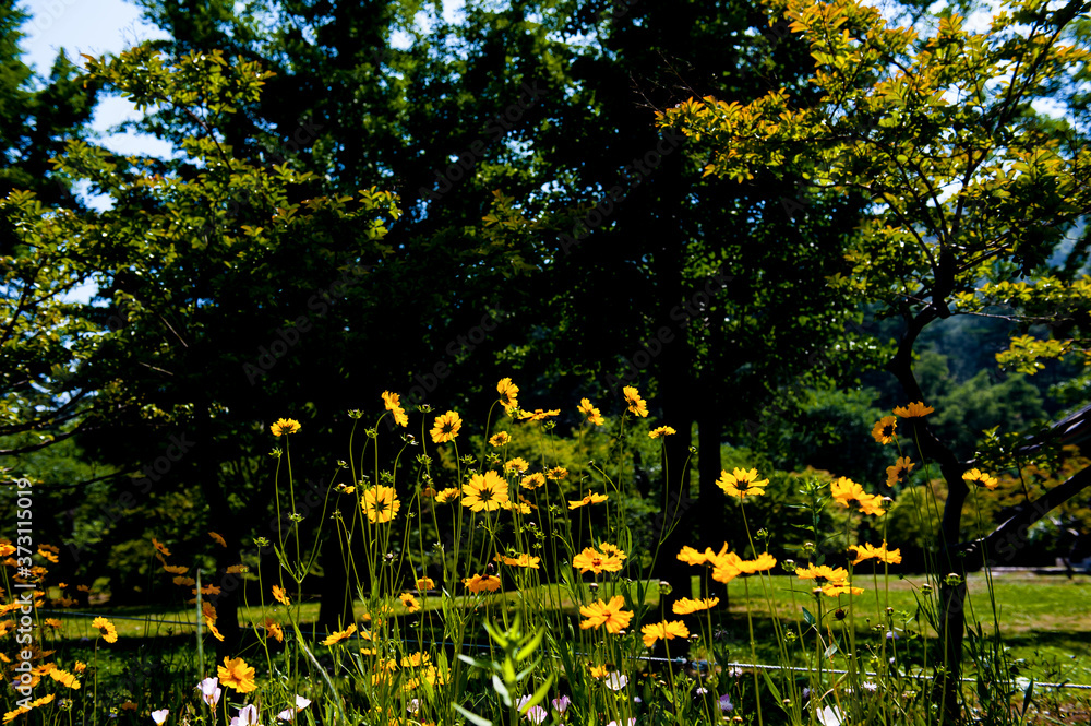 Obraz premium The beautiful wild flower in the garden.