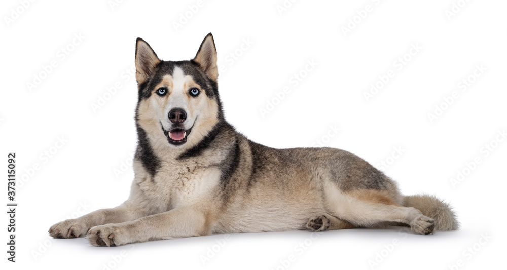 Young adult Husky dog on white backgroundBeautiful young adult Husky dog, laying down facing side ways. Looking towards camera with light blue eyes. Mouth open. Isolated on white background.
