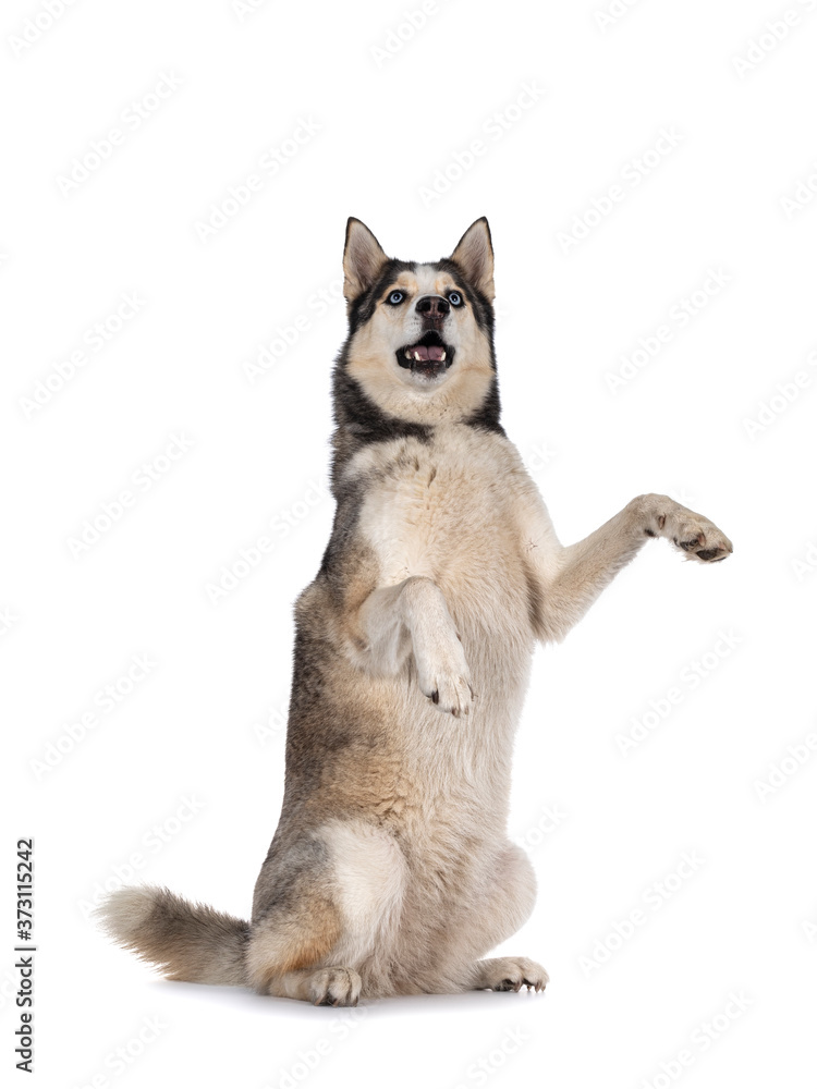 Obraz premium Beautiful young adult Husky dog, sitting on hind paws. Looking up with light blue eyes. Mouth open. Isolated on white background. Front paws high in air.