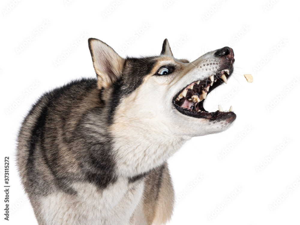 Head shot of beautiful young adult Husky dog, catching treat out of air. Mouth wide open showing teeth. Isolated on white background.