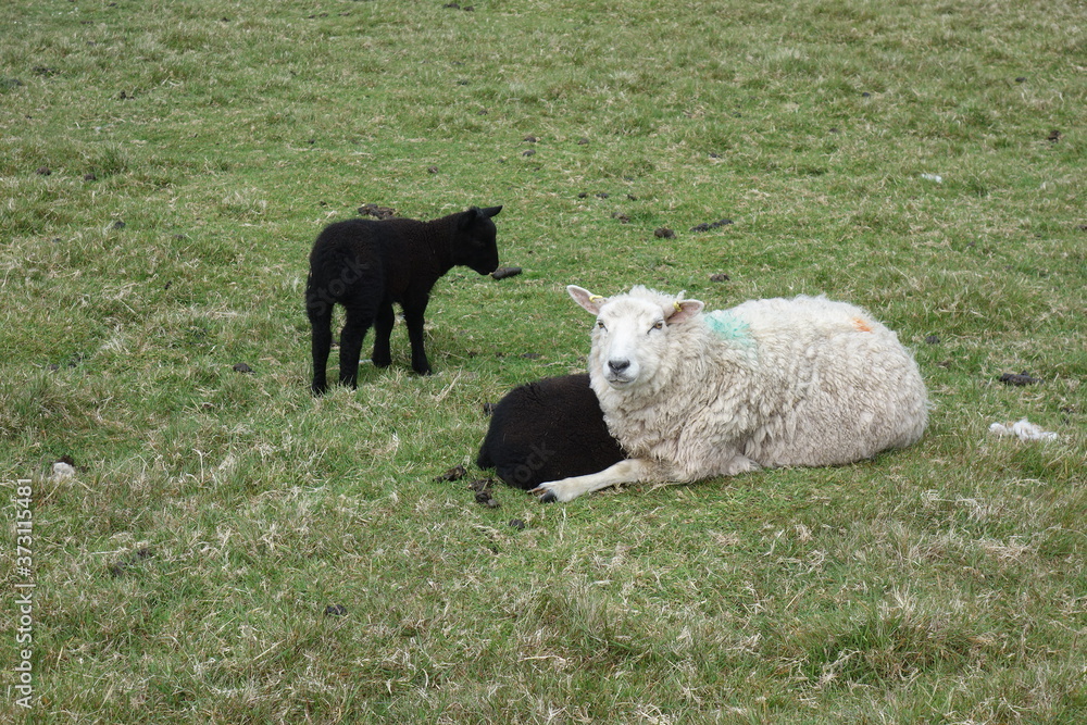 Zwei schwarze und ein weißes Schaf auf Wiese. Mama Schaf hat zwei schwarze Baby Schaf Kizze Zwei schwarze und ein weißes Schaf auf Wiese. Mama Schaf hat zwei schwarze Baby Schaf Kizze
