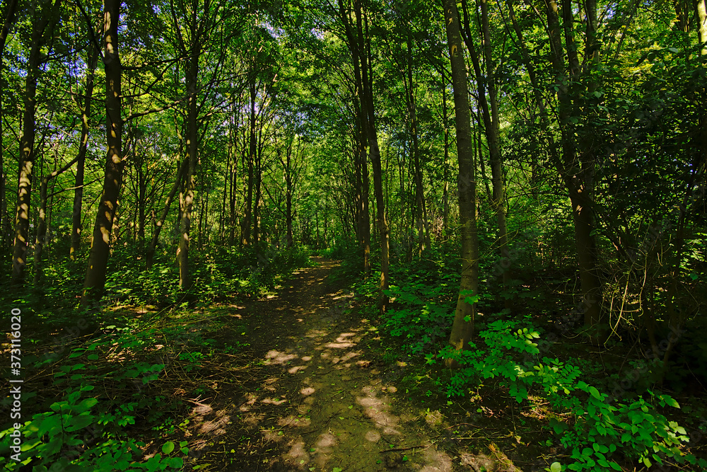 Hiking trail rail through a lush green sunny spring forest in the flemish countryside Hiking trail rail through a lush green sunny spring forest in the flemish countryside