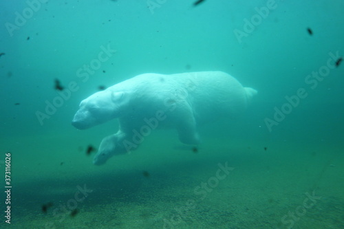 Eisbär taucht im Zoowasserbecken. Türkises dreckiges Wasser umgibt den polarbär. Deutscher Zoo mit Unterwasser Schaufenster. Glasscheibe mit Wasserbecken und Eisbär. Swimming polar bear.