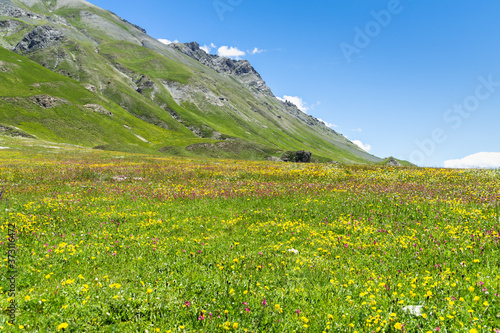 Photos Beautiful view of a field of wild flowers in Maddalena Pass, Italy