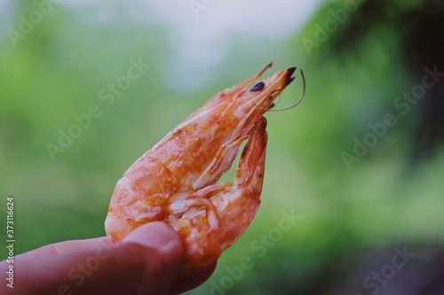 hand holding a shrimp grilled 