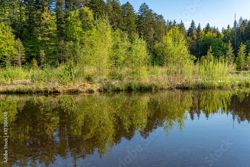 Spiegelung der Bäume im Hackensee