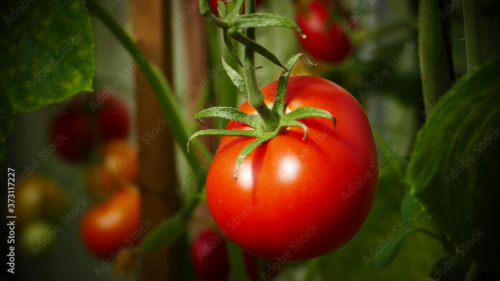 red ripe tomatoes grow in the garden, harvest foto