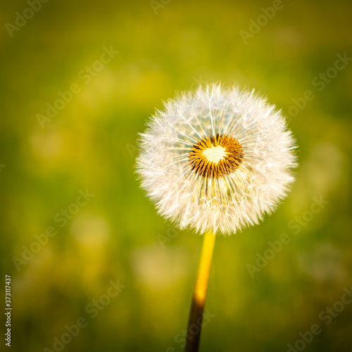 Nahaufnahme einer Pusteblume