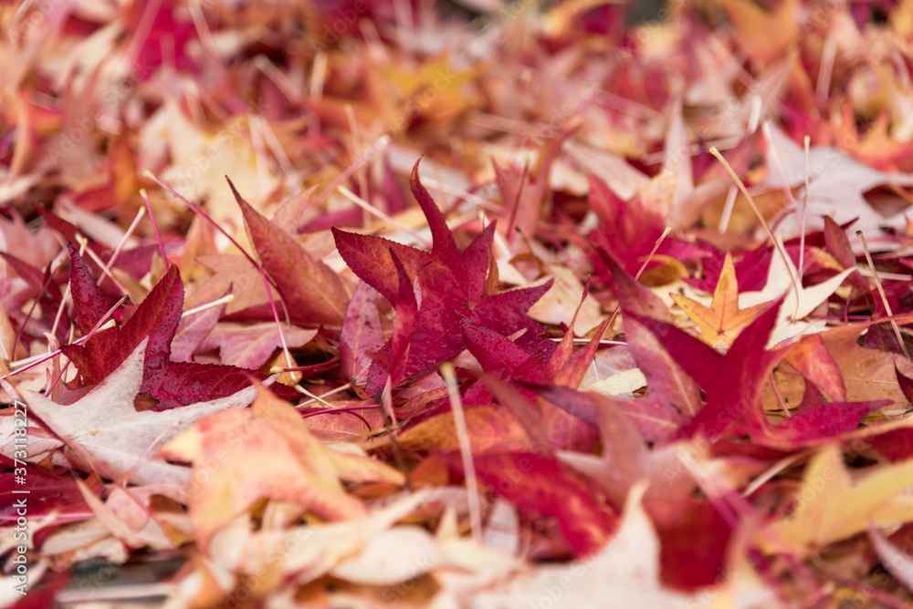 nice carpet of colorful autumn dry maple leaves, for background nice carpet of colorful autumn dry maple leaves, for background