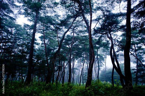 Beautiful foggy and misty fine tree forest at dawn.