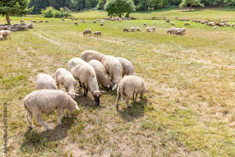 sheeps are grazing at the meadow