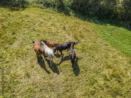 Aerial view of group of horses on green meadow.