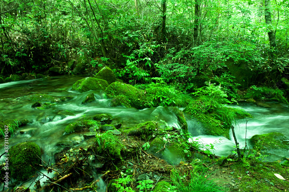 Fototapeta premium Mossy valley,Beautiful mountain stream with moss covered stone.