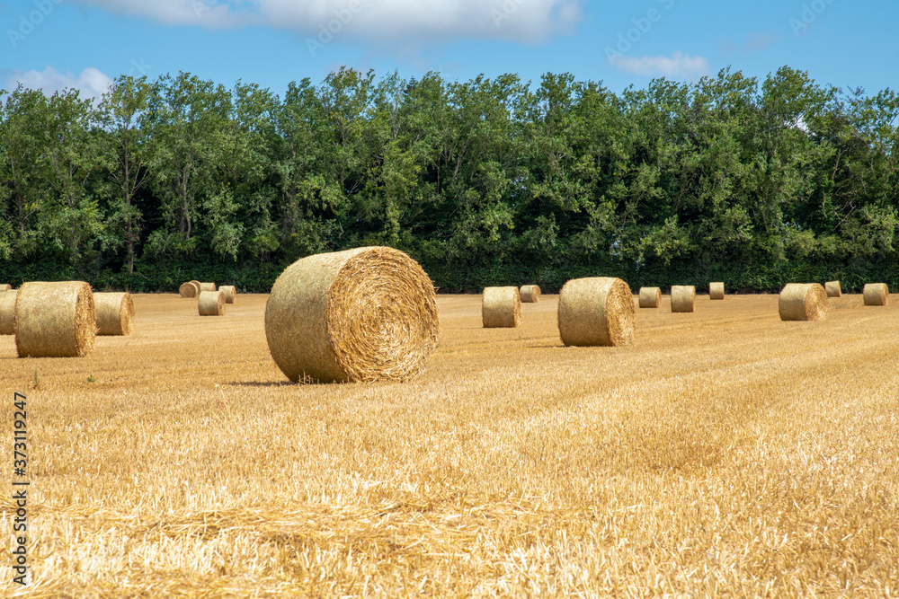 A warm summers day in summer  in the countryside of norfolk england where the farmer has cut the crops and bailed the straw into rolls