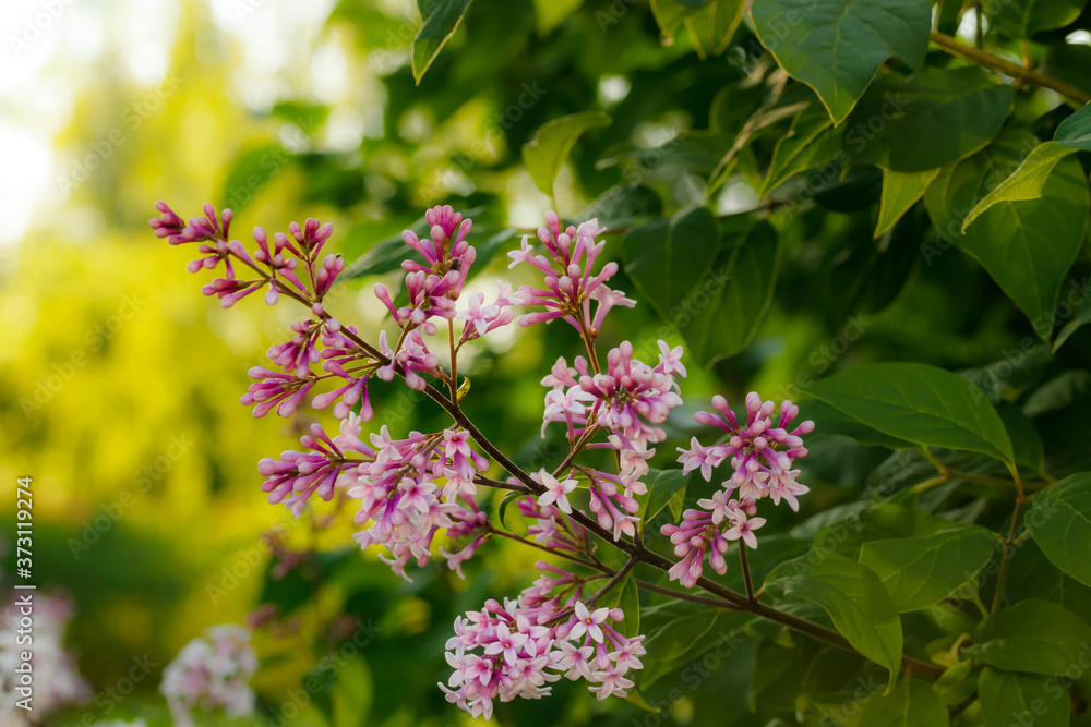 Beautiful lilac pink flowers blooming in the sunset Beautiful lilac pink flowers blooming in the sunset