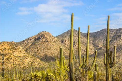 Long Arms Of Saguaro Cactus In Arizona Desert