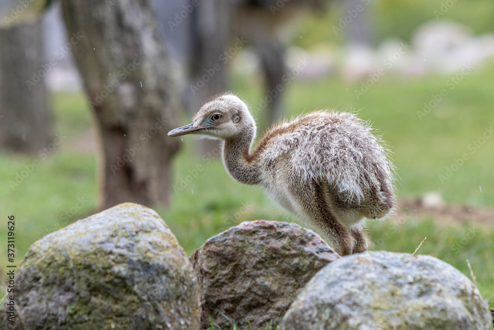 young Nandu chick runs across a meadow in search of food young Nandu chick runs across a meadow in search of food