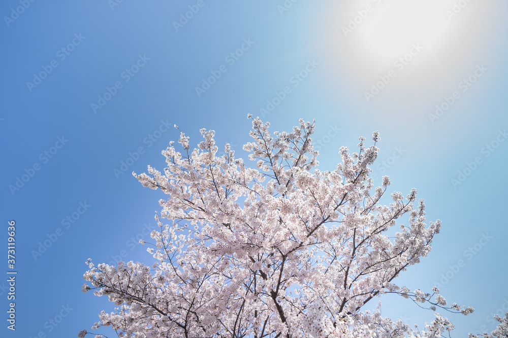 桜　上　空　構図　Cherry Blossoms 　up　composition