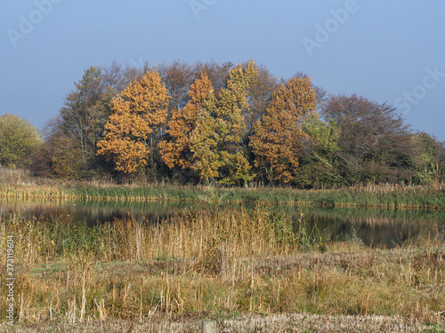 View over wetlands to trees with autumn foliage at Staveley Nature Reserve, North Yorkshire, England