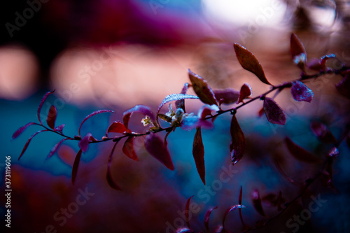 Rime frozen color leaves and flower