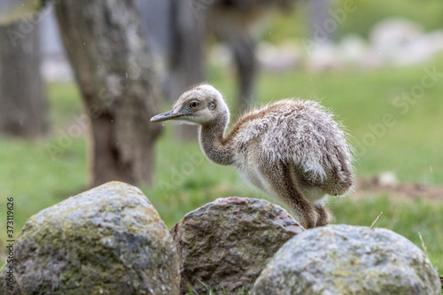  young Nandu chick runs across a meadow in search of food photo