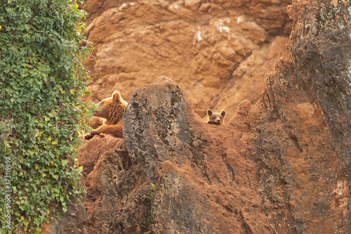 Adorable cub with adult bear among the rocks