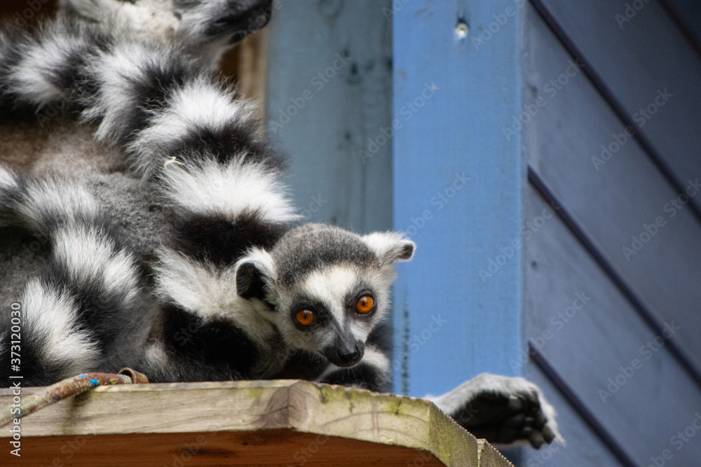 group of lemurs sits snuggled up close to each other
