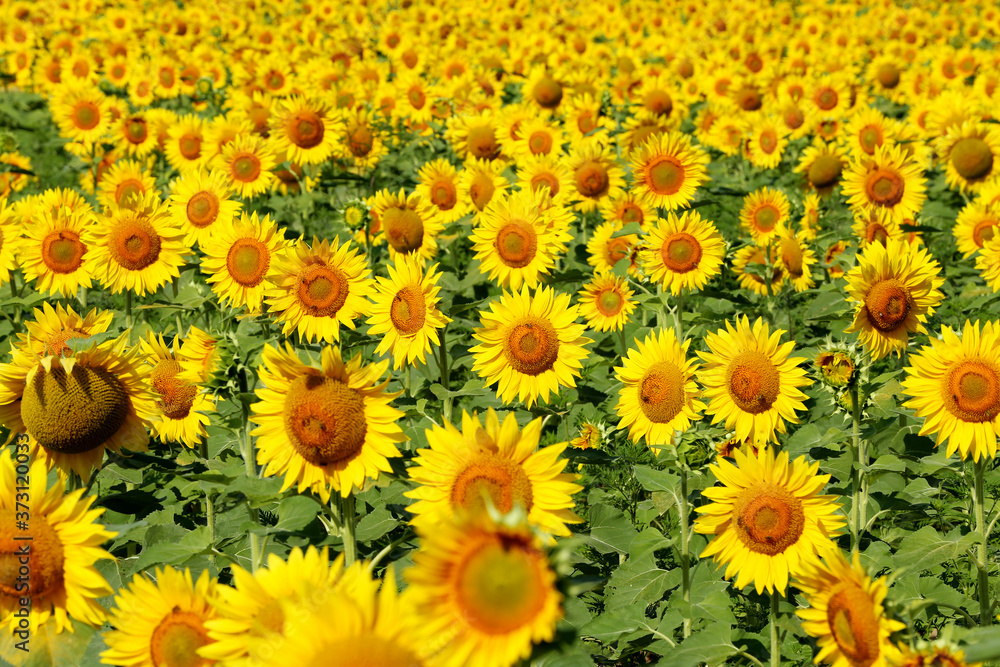 Sunflower field in sunset. Nature background. Sunflowers meadow. Flower dusk. Nature background outdoor Sunflower field in sunset. Nature background. Sunflowers meadow. Flower dusk. Nature background outdoor