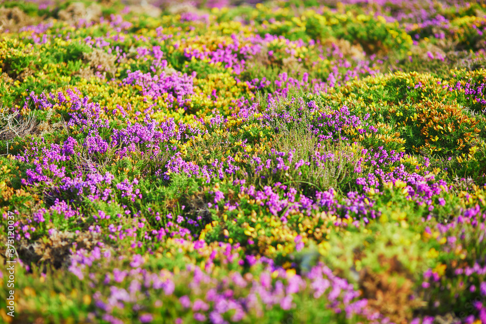 Purple heather meadows on Cape d'Erquy, France