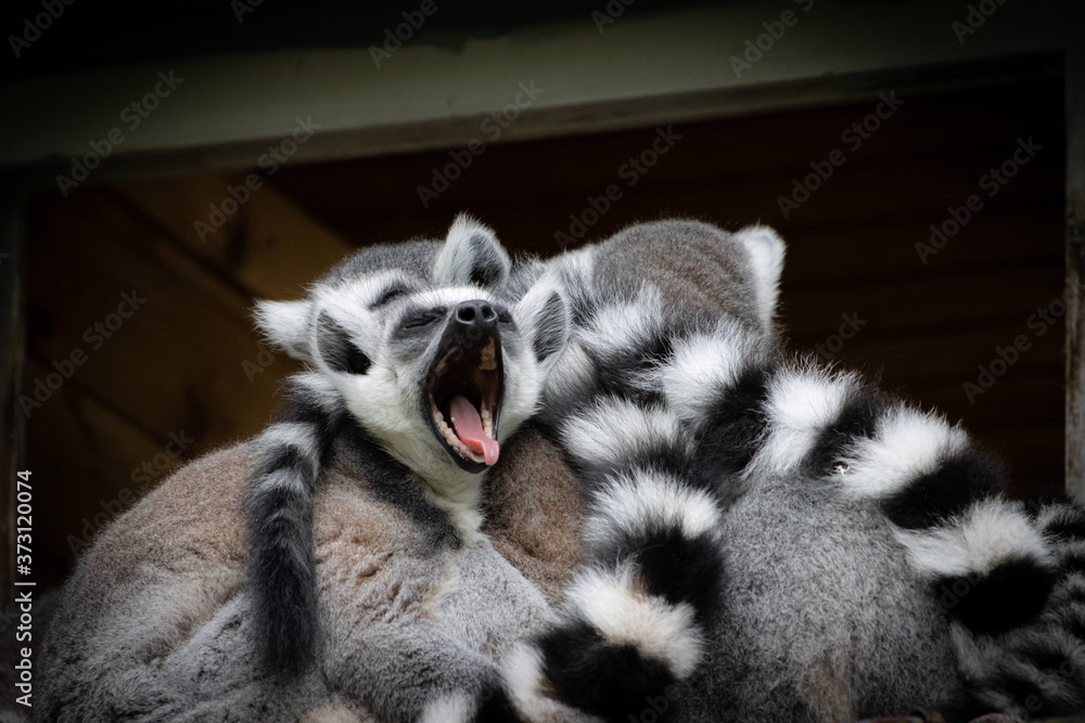 group of lemurs sits snuggled up close to each other