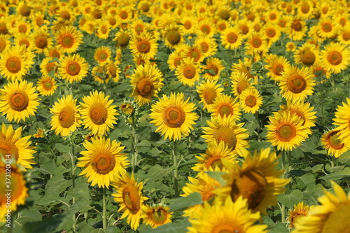 Sunflower field in sunset. Nature background. Sunflowers meadow. Flower dusk. Nature background outdoor