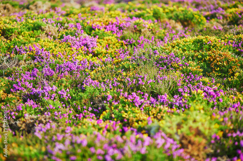 Purple heather meadows on Cape d'Erquy, France © Ekaterina Pokrovsky