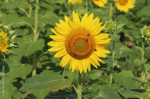 Sunflower field in sunset. Nature background. Sunflowers meadow. Flower dusk. Nature background outdoor