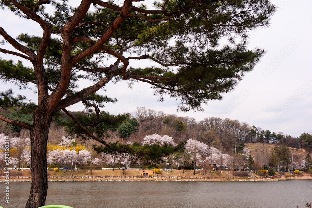The landscape of spring color over the lake. The landscape of spring color over the lake.