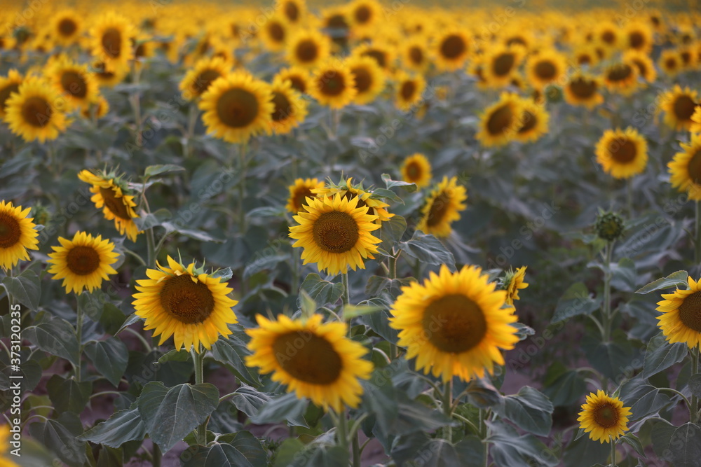Sunflower field in sunset. Nature background. Sunflowers meadow. Flower dusk. Nature background outdoor Sunflower field in sunset. Nature background. Sunflowers meadow. Flower dusk. Nature background outdoor