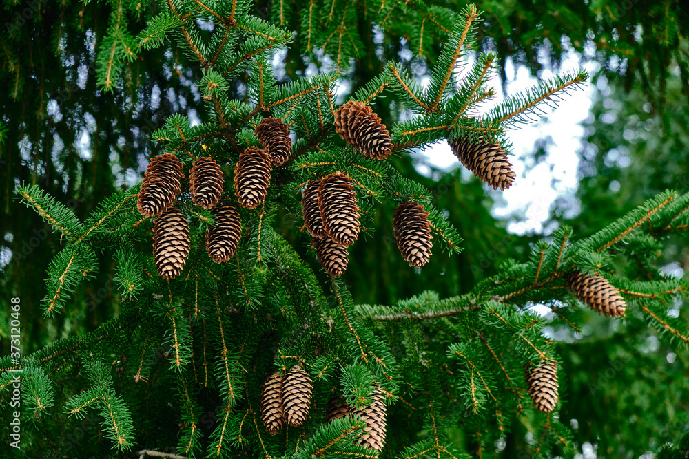 The spruce cones on the spruce tree.