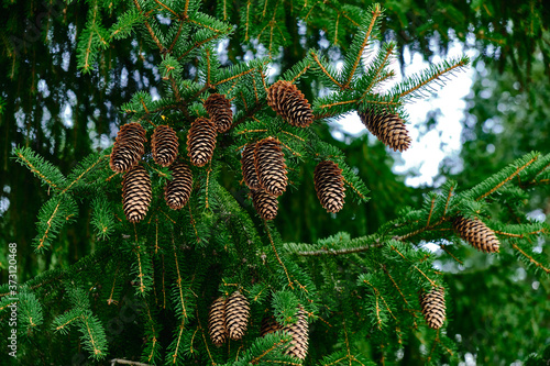 Obraz na płótnie The spruce cones on the spruce tree. w salonie