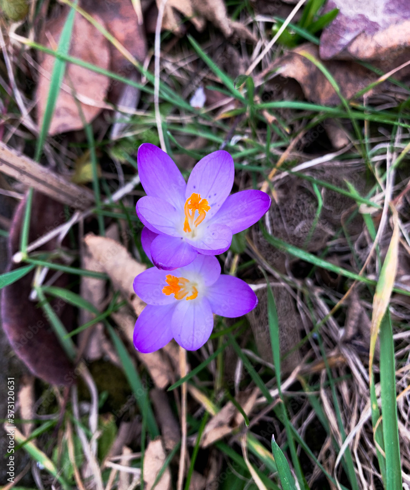 Close up photo of isolated blooming purple crocus flower. Top view of early violet crocuses flowers in early spring Close up photo of isolated blooming purple crocus flower. Top view of early violet crocuses flowers in early spring