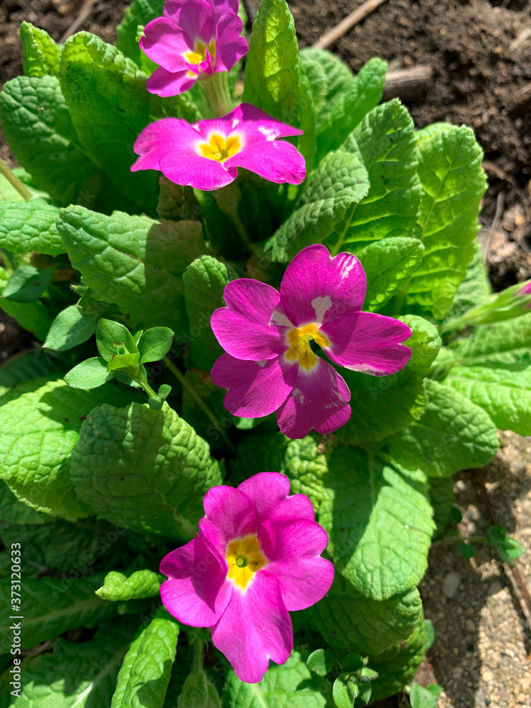 Close up top view of blooming purple primroses. Spring garden beautiful flower also known as English primroses and Primula Close up top view of blooming purple primroses. Spring garden beautiful flower also known as English primroses and Primula