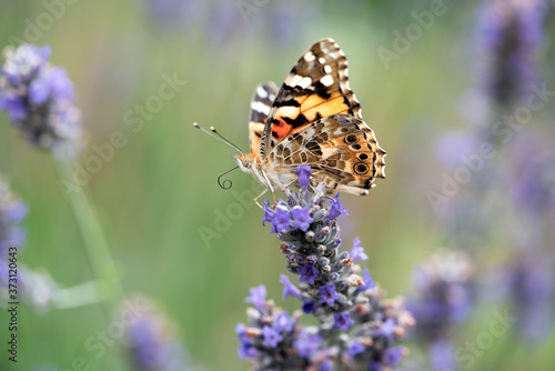 Wallpaper Mural Beautiful Butterfly Vanessa cardui collects nectar on a sprig of lavender on a summer day Torontodigital.ca