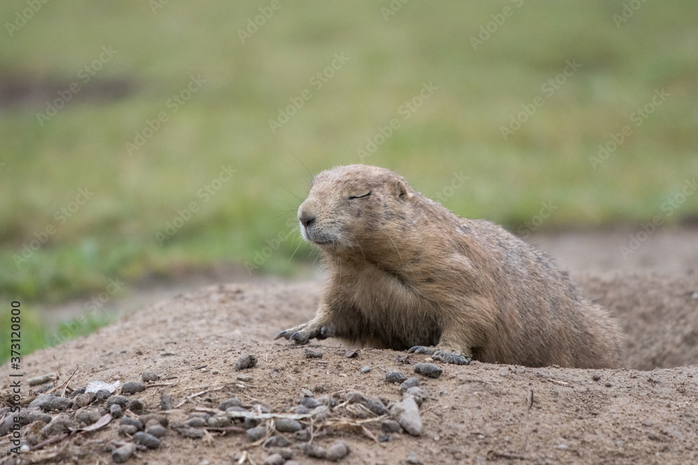 gopher looks shyly out of his den gopher looks shyly out of his den