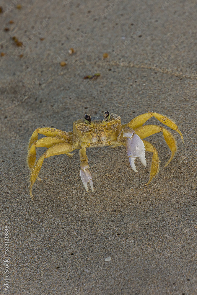 The Atlantic ghost crab (Ocypode quadrata) also known as sand or beach crab on the beach of Margarita Islands (Venezuela). The Atlantic ghost crab lives in burrows in sand above the strandline.
