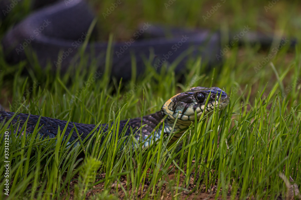 Fototapeta premium The grass snake (Natrix natrix), sometimes called the ringed snake or water snake, is a Eurasian non-venomous snake. It is often found near water and feeds almost exclusively on amphibians.