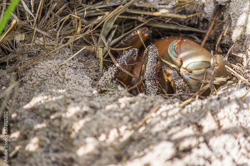 Land crab (Cardisoma carnifex) hid in its sand hole. It is a species of terrestrial crab found in coastal regions from Africa to Polynesia. They live in burrows. © DmitriiK