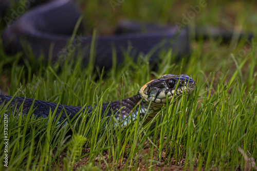 The grass snake (Natrix natrix), sometimes called the ringed snake or water snake, is a Eurasian non-venomous snake. It is often found near water and feeds almost exclusively on amphibians.