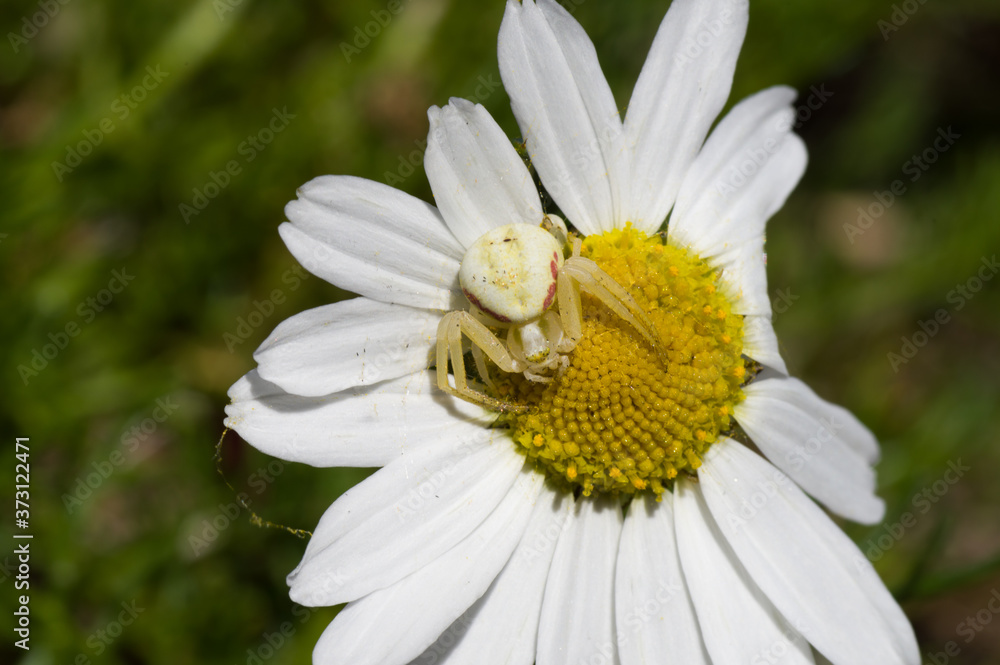 White spider hunting and waiting for its pray White spider hunting and waiting for its pray