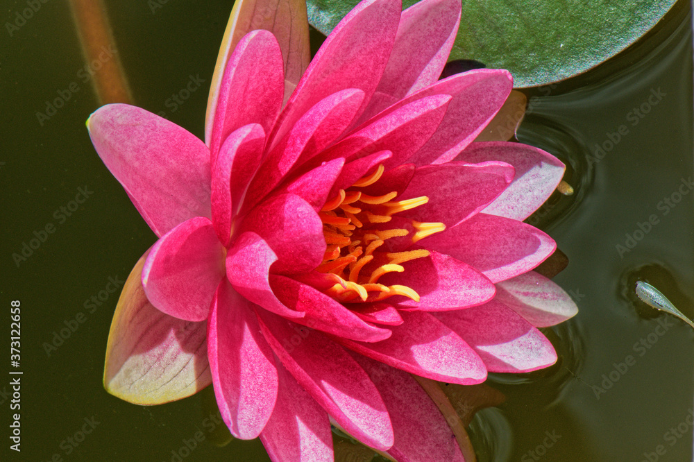 fleur de lotus fleur de lotus