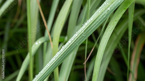 green grass with rain drops