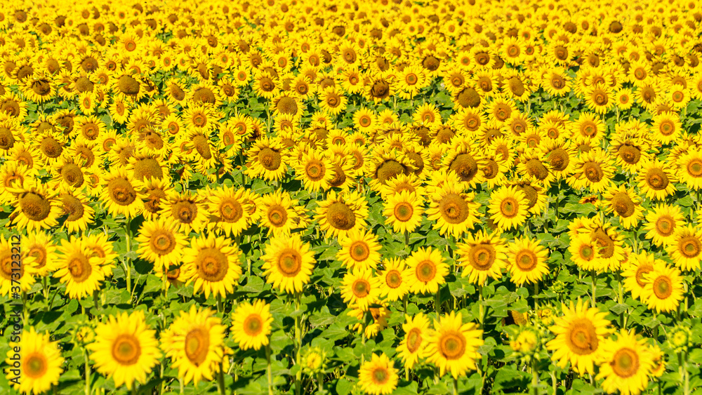 Sonnenblumenfeld, Montain, Occitanien, Frankreich Sonnenblumenfeld, Montain, Occitanien, Frankreich