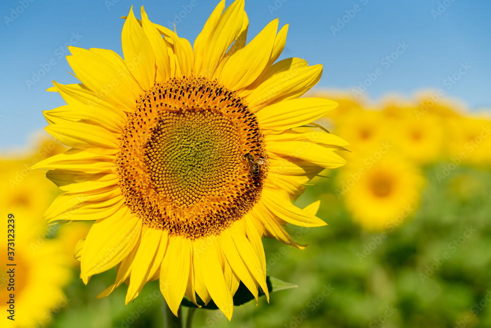 Sonnenblumen, Montain, Occitanien, Frankreich Sonnenblumen, Montain, Occitanien, Frankreich